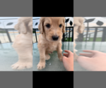 Small Photo #116 Goldendoodle Puppy For Sale in RATHDRUM, ID, USA