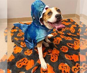 Bulloxer Dogs for adoption in Aurora, CO, USA
