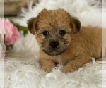 Small #8 Morkie