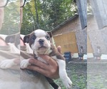 Puppy Puppy 3 Boston Terrier