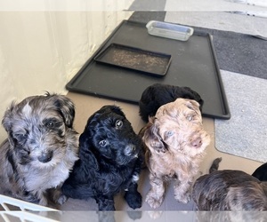 Golden Mountain Doodle Litter for sale in SAN JACINTO, CA, USA