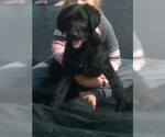 Small Photo #9 Labradoodle Puppy For Sale in VERGENNES, IL, USA