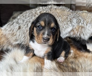 Beagle Puppy for sale in FORDLAND, MO, USA