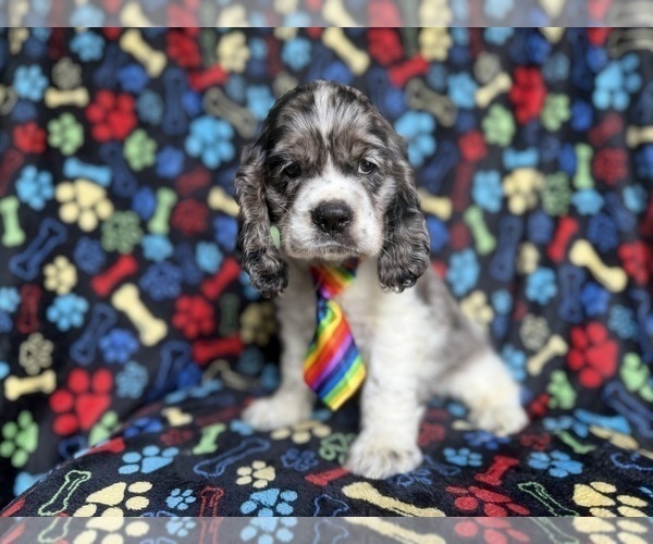 Medium Photo #3 Cocker Spaniel Puppy For Sale in LAKELAND, FL, USA