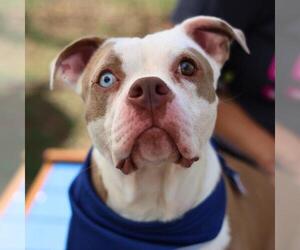 American Staffordshire Terrier-Unknown Mix Dogs for adoption in San Antonio, TX, USA