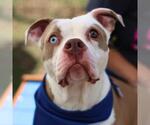 Small American Staffordshire Terrier Mix