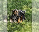 Small Photo #1 Catahoula Leopard Dog Puppy For Sale in CRAIGVILLE, IN, USA