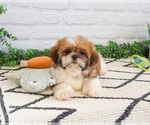 Small #10 Shih Tzu