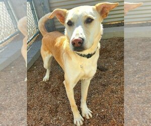 Shepradors Dogs for adoption in St. Ann, MO, USA