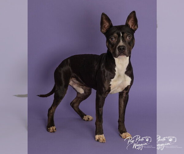 Medium Photo #4 Boxer-Unknown Mix Puppy For Sale in Claremore, OK, USA