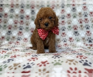 Cavapoo (Miniature) Puppy for sale in LAKELAND, FL, USA