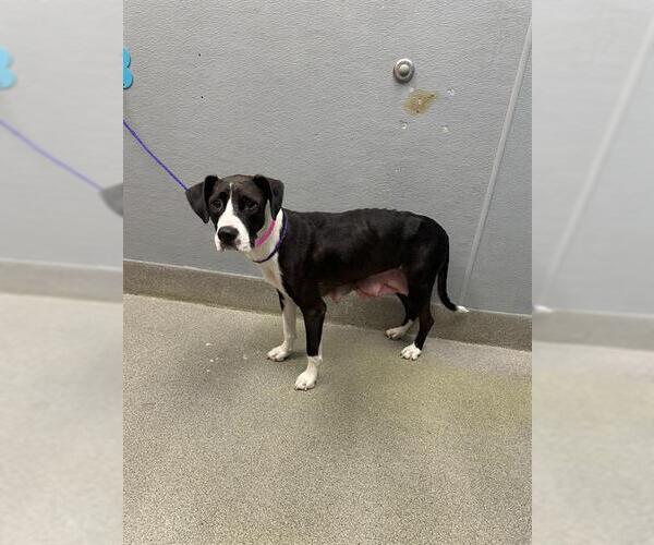 Medium Photo #1 American Pit Bull Terrier-Unknown Mix Puppy For Sale in Las Vegas, NV, USA