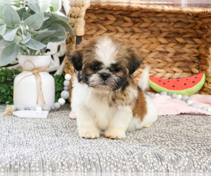 Shih Tzu Puppy for sale in SYRACUSE, IN, USA