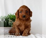 Small #1 Goldendoodle (Miniature)