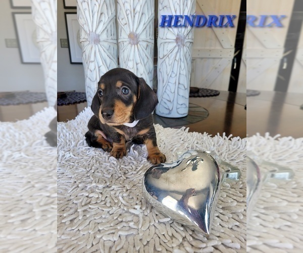 Medium Photo #20 Dachshund Puppy For Sale in THORNTON, CO, USA