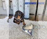 Small Photo #20 Dachshund Puppy For Sale in THORNTON, CO, USA