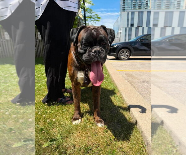 Medium Photo #4 Boxer Puppy For Sale in Brights Grove, Ontario, Canada
