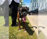 Small #3 Boxer