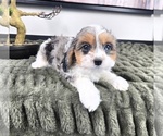 Small #4 Cavapoo (Standard)