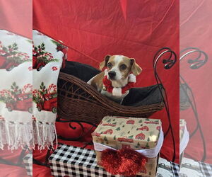 Chihuahua-Unknown Mix Dogs for adoption in Missouri City, TX, USA