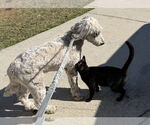 Small #4 Poodle (Standard) Mix