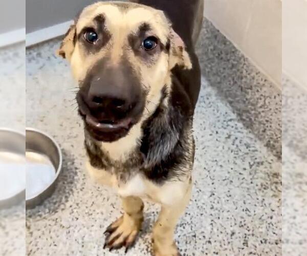 Medium Photo #3 Black Mouth Cur-Unknown Mix Puppy For Sale in Houston, TX, USA