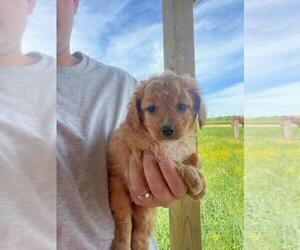 Poodle (Toy) Puppy for sale in SPARTA, TN, USA