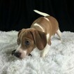 Small Photo #6 Beagle Puppy For Sale in CHATTANOOGA, TN, USA