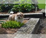 Small #2 Mal-Shi