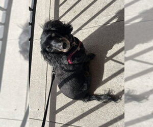Dachshund Dogs for adoption in Los Angeles, CA, USA