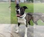 Small #5 American Pit Bull Terrier-Labrador Retriever Mix