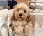 Small #12 Cockapoo (Miniature)
