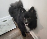 Small Photo #1 Pomeranian Puppy For Sale in MADISON HEIGHTS, VA, USA