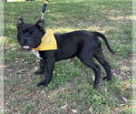 Small #3 French Bulldog Mix