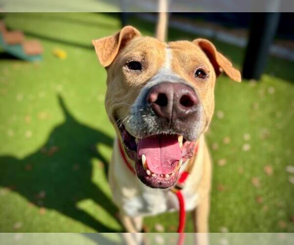 Medium Photo #2 Labrador Retriever-Unknown Mix Puppy For Sale in Orlando, FL, USA