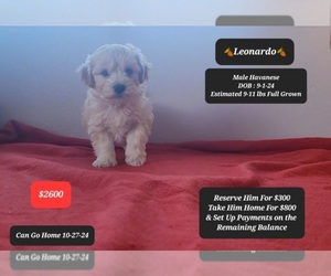Havanese Puppy for sale in TUCSON, AZ, USA
