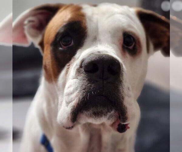 Medium Photo #29 Boxer-Unknown Mix Puppy For Sale in Rosenberg, TX, USA