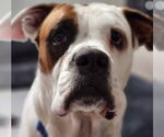 Small #28 Boxer Mix
