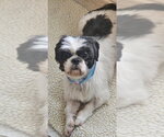 Small #2 Shih Tzu Mix