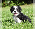 Small #6 Auss-Tzu