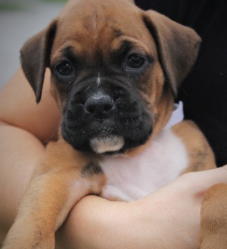 Medium Photo #1 Boxer Puppy For Sale in BEAR, DE, USA