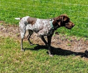 Mother of the German Shorthaired Pointer puppies born on 05/19/2022