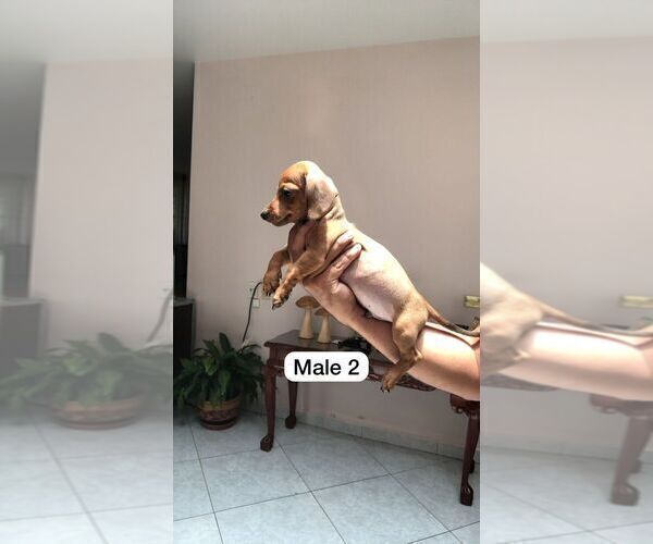Medium Photo #13 Dachshund Puppy For Sale in LA MESA, CA, USA