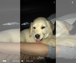 Small Photo #1 Golden Retriever Puppy For Sale in CAMDEN, DE, USA