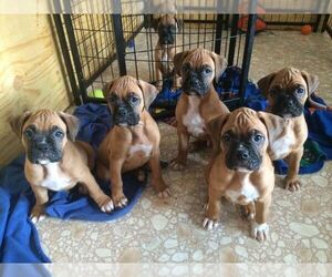 Boxer Puppy for sale in HOFFMAN EST, IL, USA