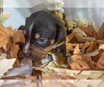 Puppy Bianca Catahoula Leopard Dog