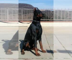 Father of the Doberman Pinscher puppies born on 04/04/2022