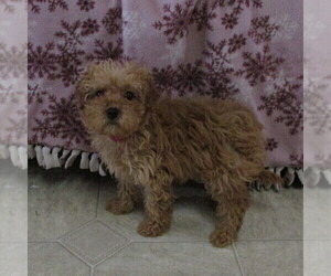 Cavalier King Charles Spaniel-Poodle (Toy) Mix Puppy for sale in SHILOH, OH, USA