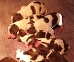 Small Photo #8 English Springer Spaniel Puppy For Sale in LEWISBERRY, PA, USA