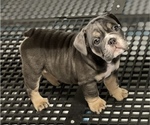 Small Photo #11 English Bulldog Puppy For Sale in BUCKEYE, AZ, USA